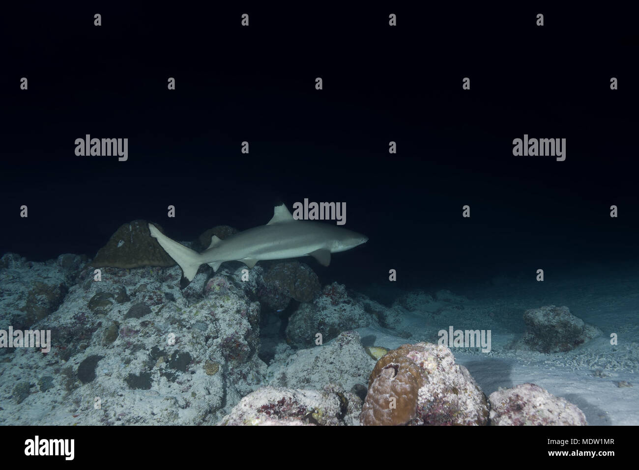 Reefshark Blacktip (Carcharhinus melanopterus) nuotare nella notte Foto Stock