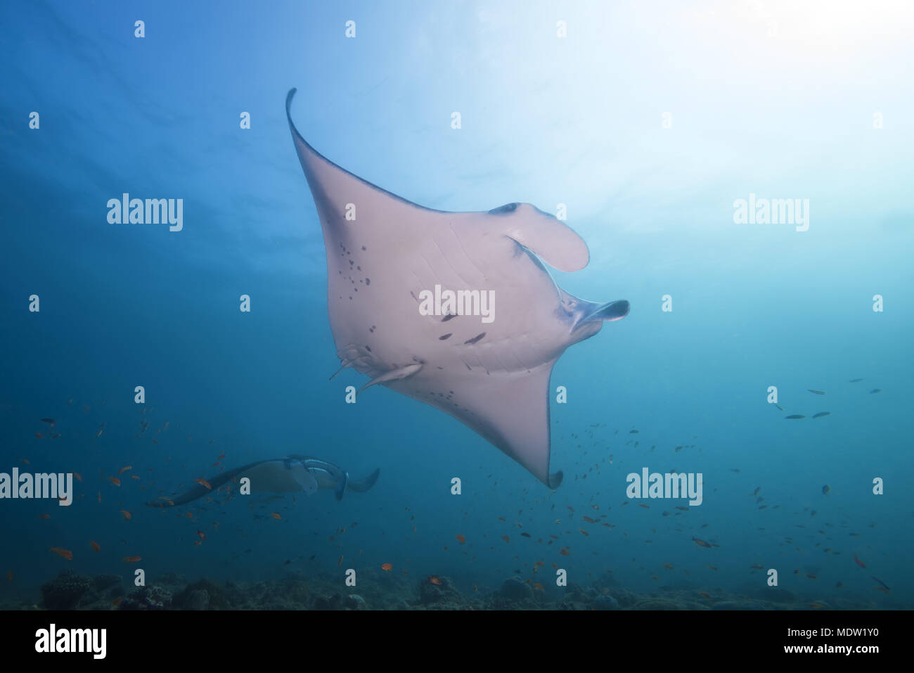 Due Reef Manta Ray (Mobula alfredi, Manta alfredi ) nuotare nelle acque blu Foto Stock