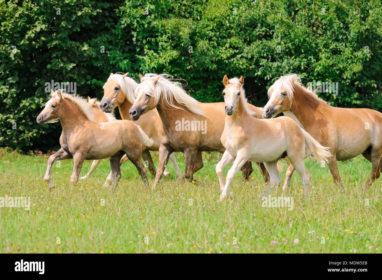 Un gruppo di cavalli avelignesi, giumente con puledri frisky correndo insieme attraverso un erba verde pascolo, Germania Foto Stock