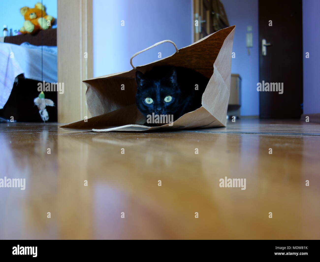 Gatto nero in un sacchetto di carta Foto Stock