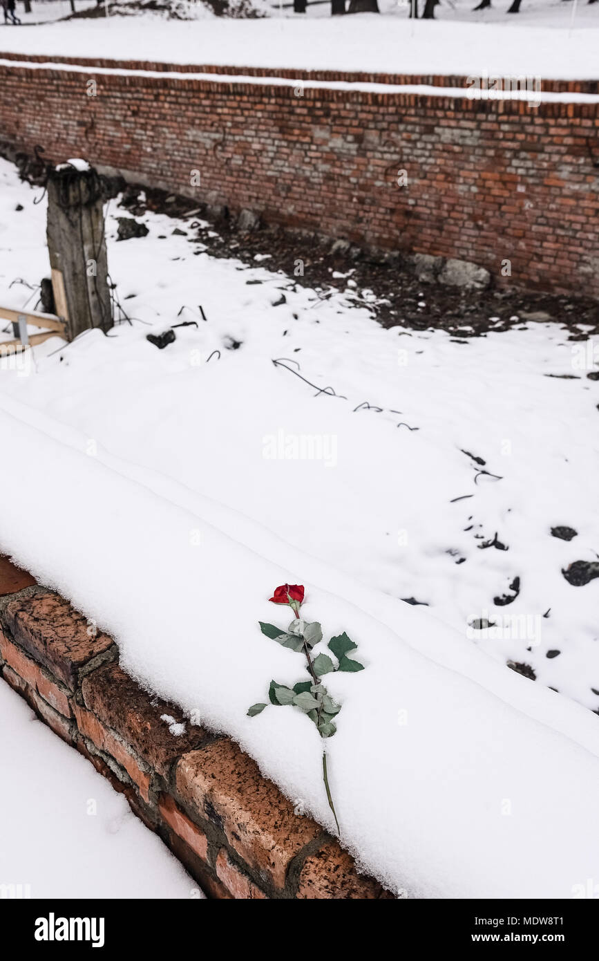Oswiecim / Polonia - 02.15.2018: Rose fiore posa sulla cima delle rovine di una camera del gas che sono state distrutte per non essere mai utilizzato nuovamente in Auschwitz B Foto Stock