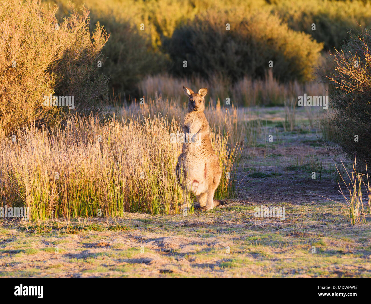 Canguri selvatici in Australia Foto Stock