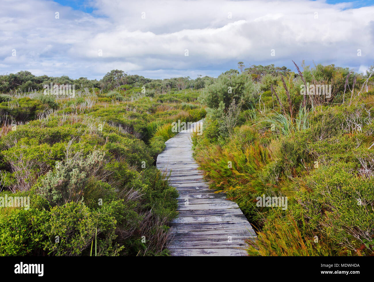 Il Boardwalk nella bellissima terra umida paesaggio Foto Stock