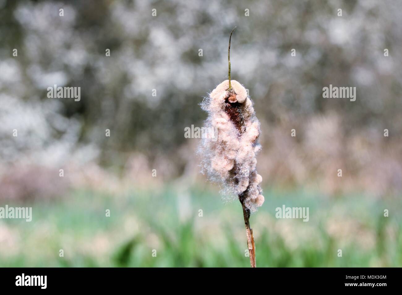 Ancia singola con morbidi top contro uno sfondo sfocato Foto Stock