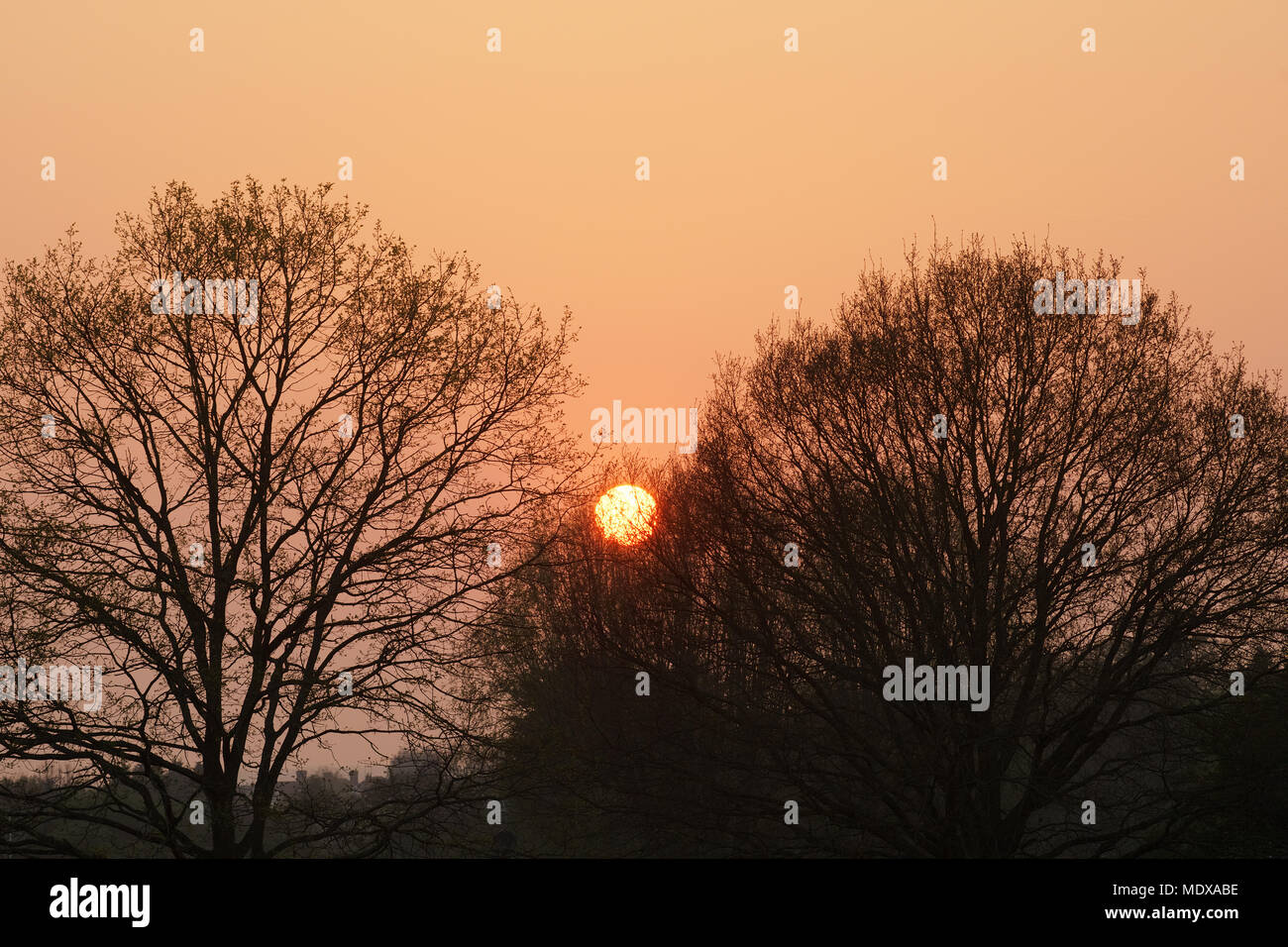 Wickford, Essex, Regno Unito. Xx Aprile, 2018. Regno Unito: Meteo vedute del tramonto attraverso gli alberi in Wickford Memorial Park Credit: Ben rettore/Alamy Live News Foto Stock