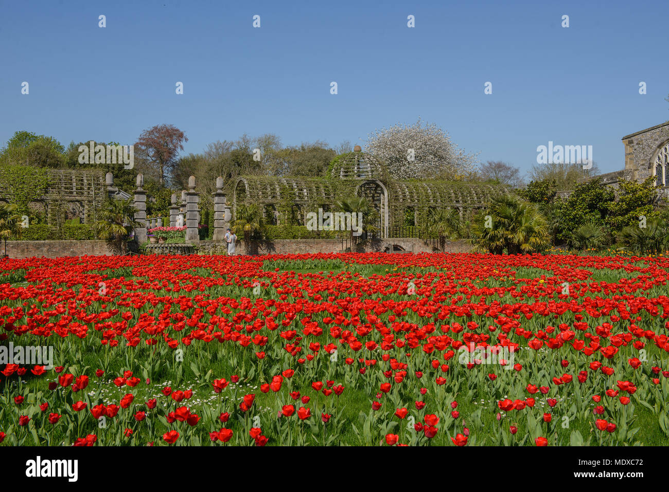 West Sussex, Regno Unito. Xx Aprile, 2018. Da metà aprile a inizio maggio, Arundel Castle è il luogo ideale per gli appassionati di tulipani durante questo periodo oltre 60.000 tulipani sarà in fiore nel castello i meravigliosi giardini che fornisce ai visitatori con uno dei più imponenti tulip visualizza nel paese. Una vasta gamma di varietà di tulipani sarà in fiore al castello creando un esplosione di colori in tutto i suoi estesi giardini murati. Credito: Jonathan Ward/Alamy Live News Foto Stock