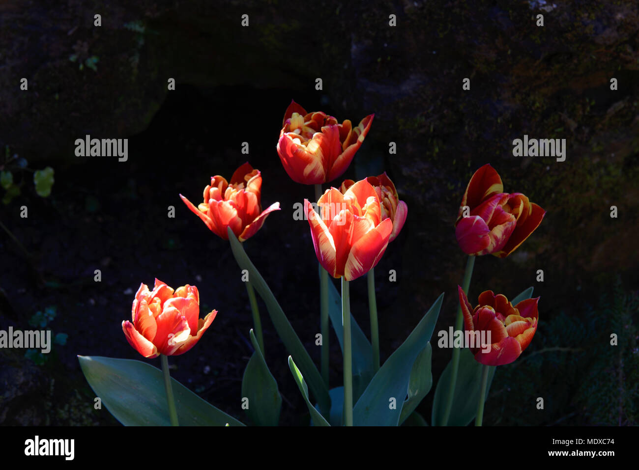 West Sussex, Regno Unito. Xx Aprile, 2018. Da metà aprile a inizio maggio, Arundel Castle è il luogo ideale per gli appassionati di tulipani durante questo periodo oltre 60.000 tulipani sarà in fiore nel castello i meravigliosi giardini che fornisce ai visitatori con uno dei più imponenti tulip visualizza nel paese. Una vasta gamma di varietà di tulipani sarà in fiore al castello creando un esplosione di colori in tutto i suoi estesi giardini murati. Credito: Jonathan Ward/Alamy Live News Foto Stock