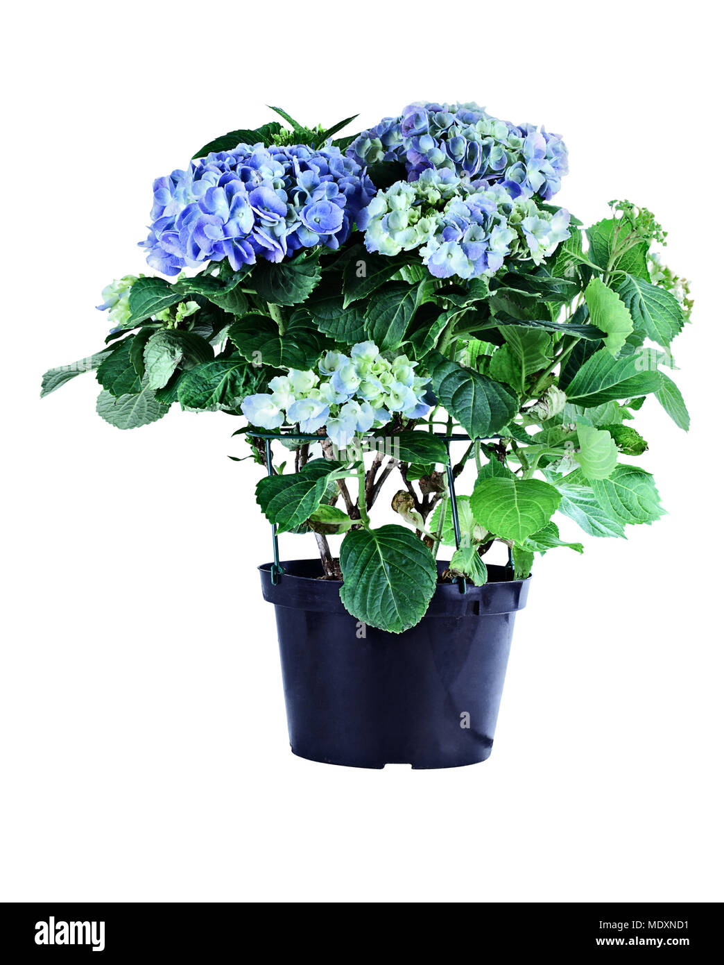 Blu ortensie in vaso isolate su uno sfondo bianco con percorso di clipping. Foto Stock