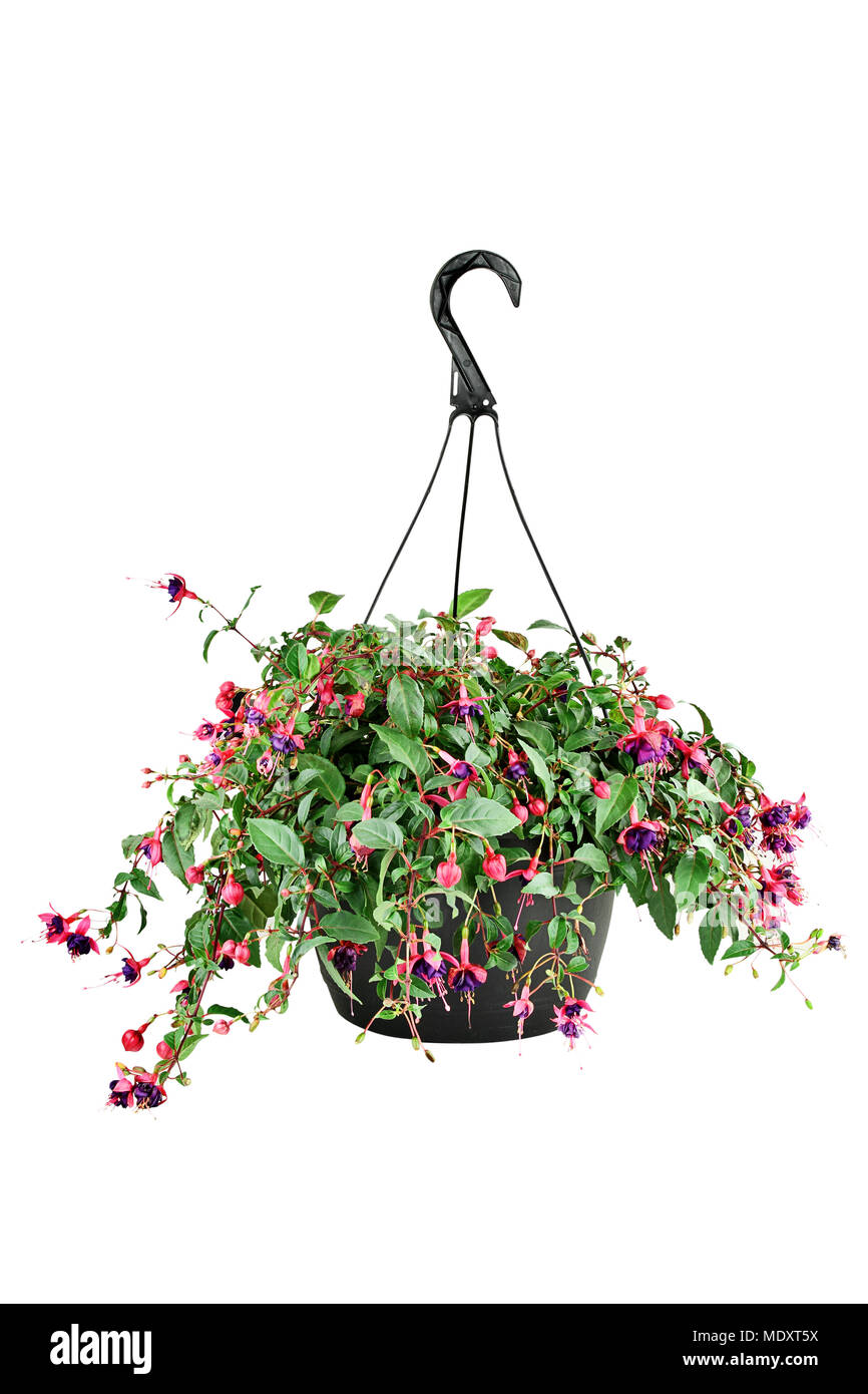 Hanging pot di una pianta di fucsia con percorso di clipping. Foto Stock
