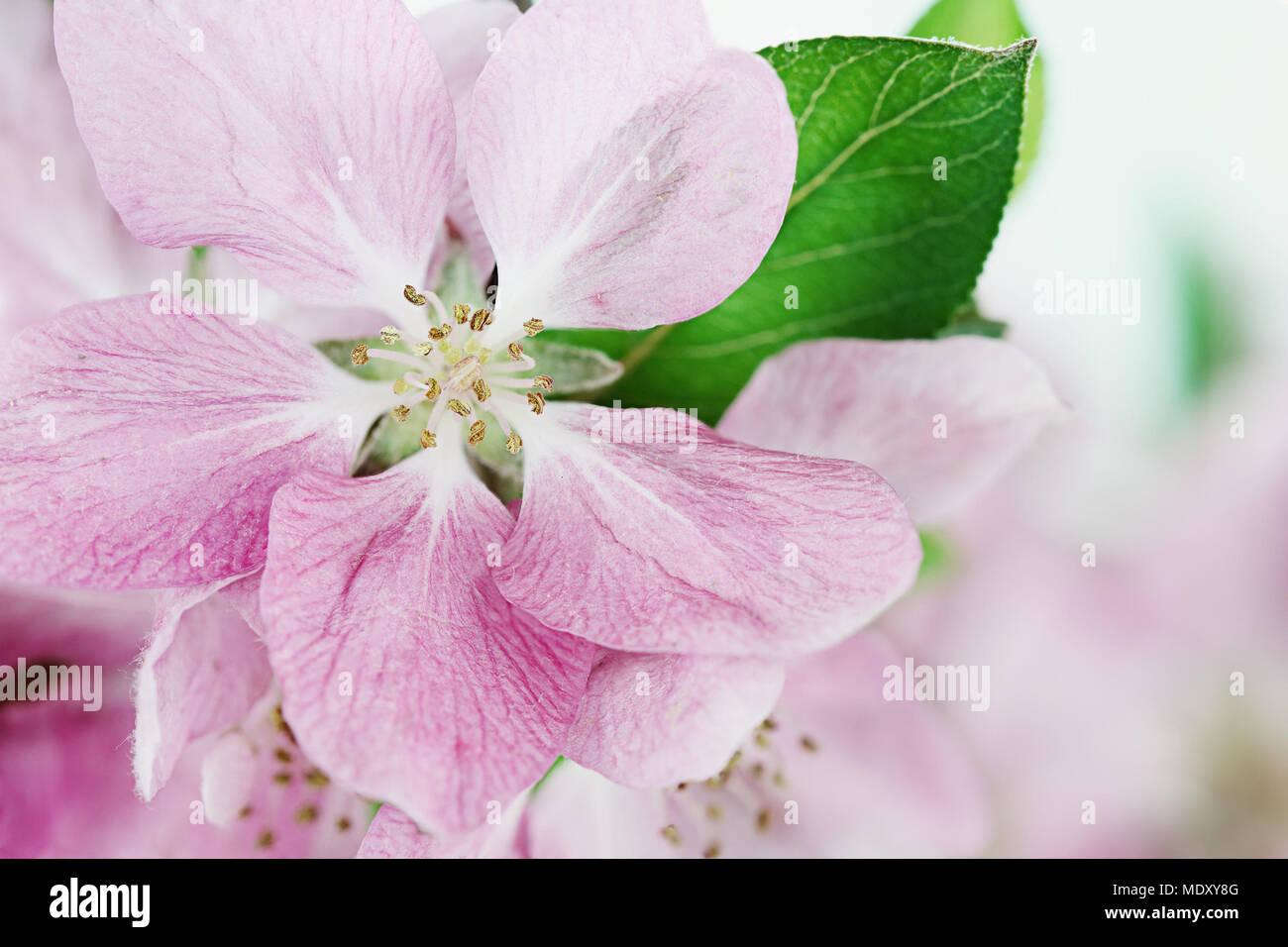 Bella close up pink crab apple tree blossoms con profondità di campo ridotta. Foto Stock