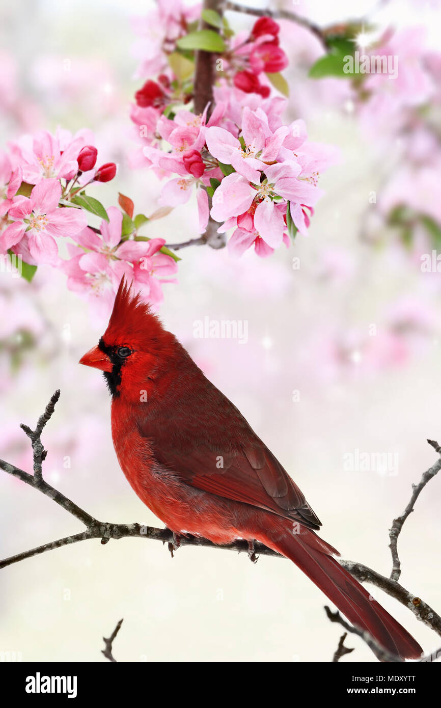 Bel rosso cardinale seduto in mezzo a molla albero di rosa fiori. Foto Stock