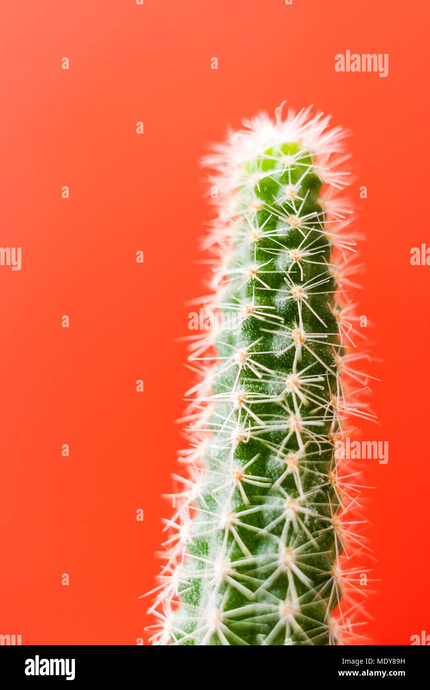 Verde verticale dello stelo di cactus alla moda su sfondo rosso. Foto Stock