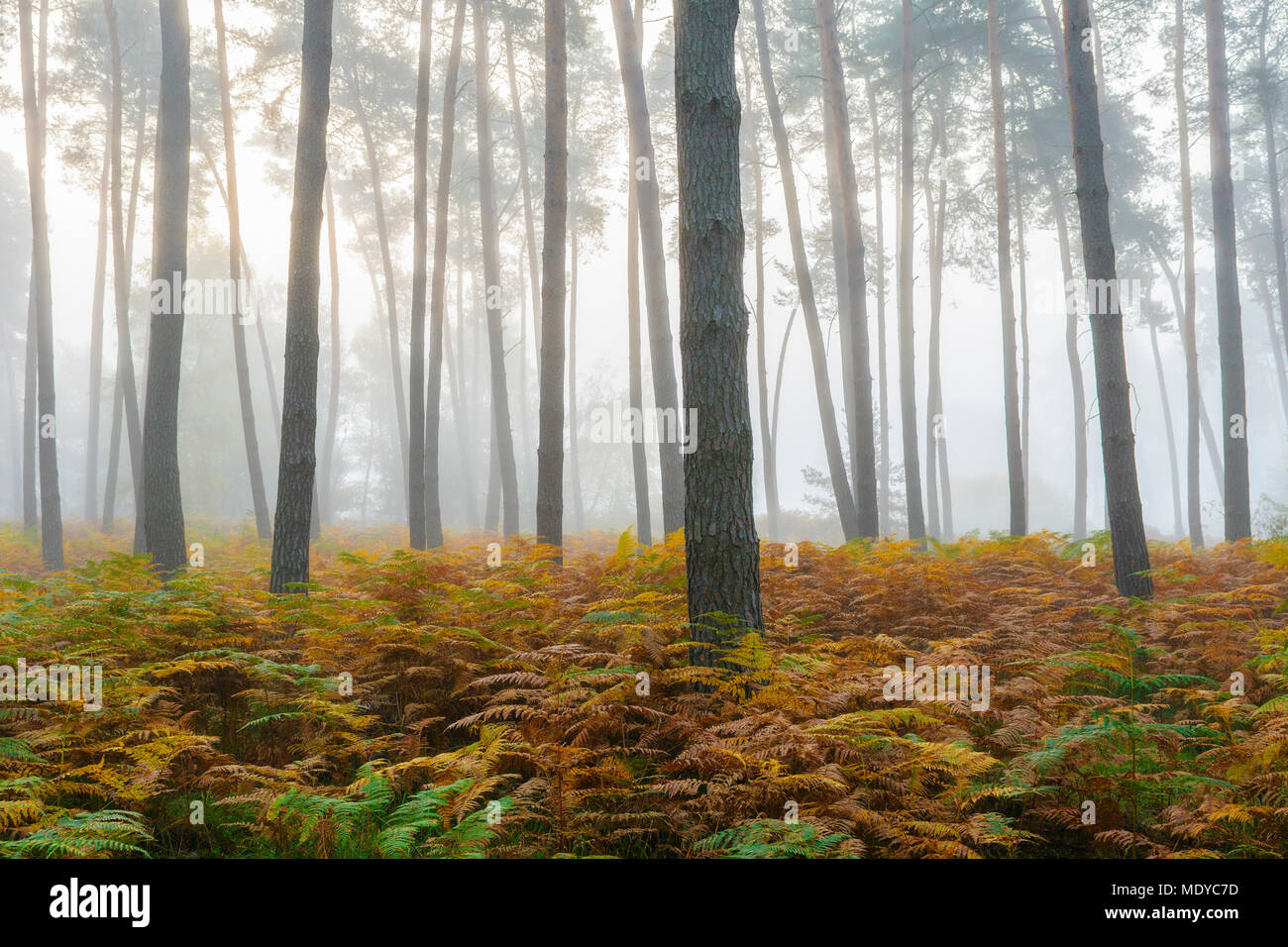 Foresta di Pini su foschia mattutina in autunno in Hesse, Germania Foto Stock