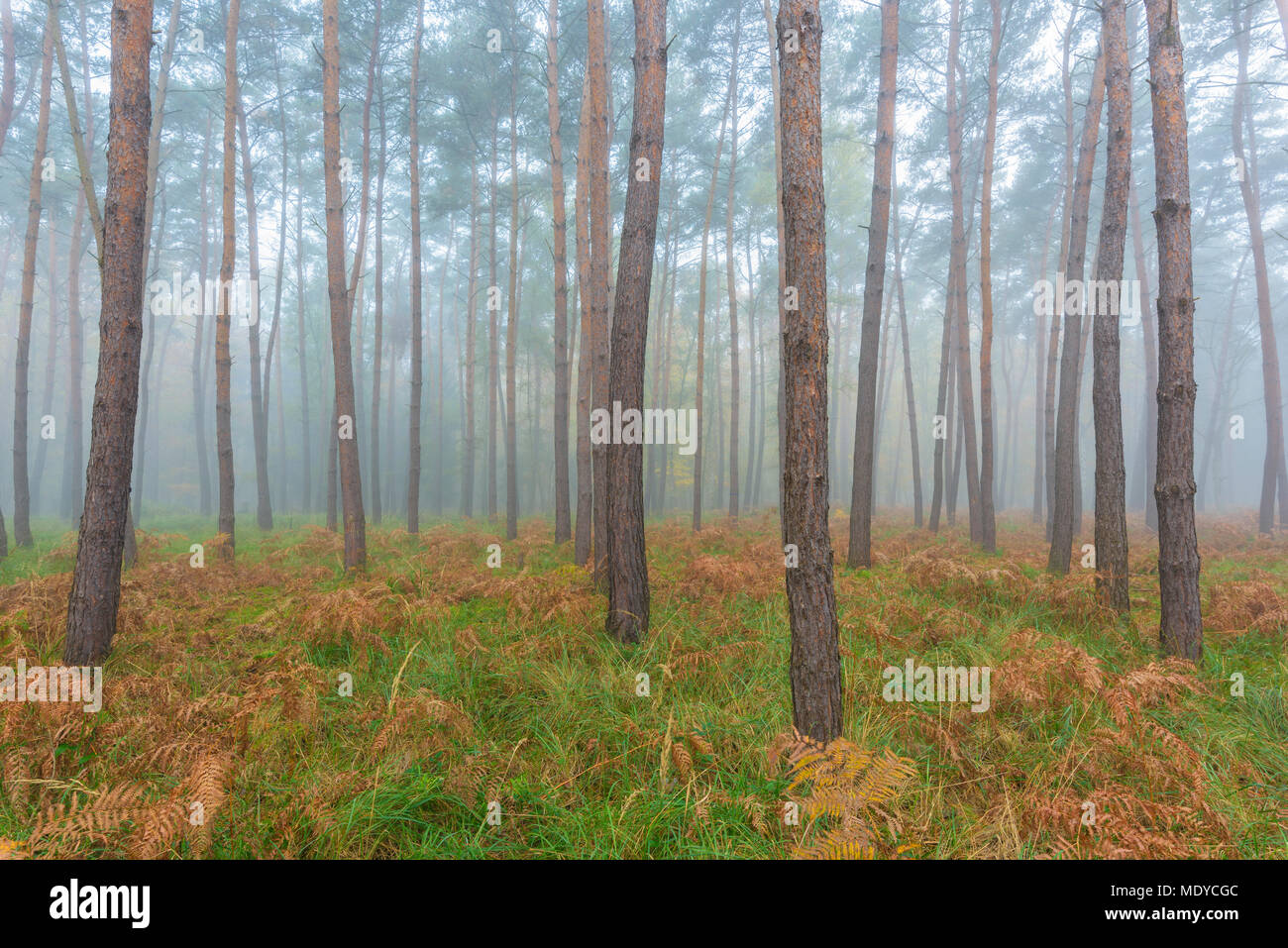 Close-up di tronchi di alberi in una foresta di pini su foschia mattutina in autunno in Hesse, Germania Foto Stock