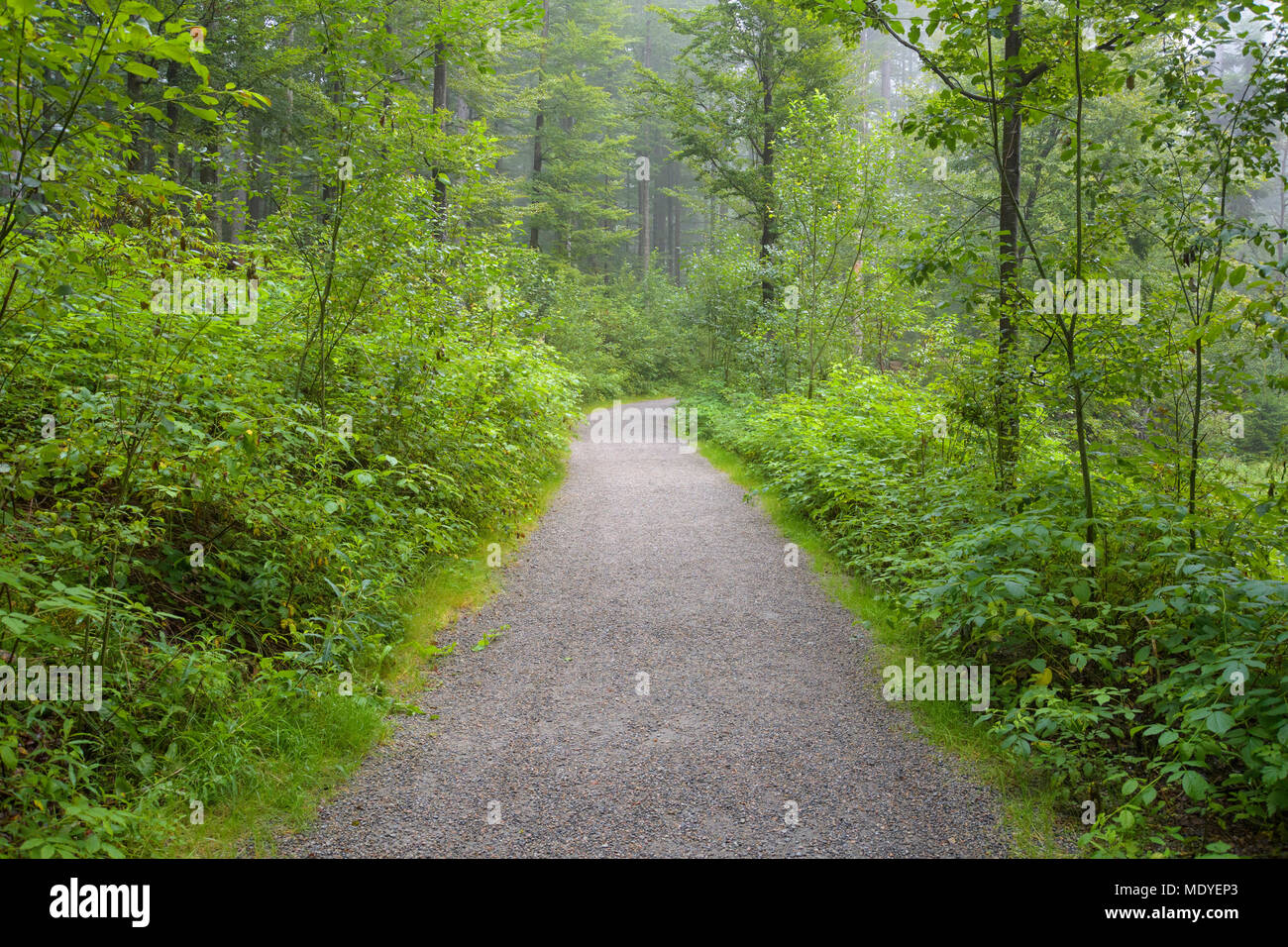Il sentiero attraverso la foresta di mattina a Neuschoenau nel Parco Nazionale della Foresta Bavarese, Baviera, Germania Foto Stock