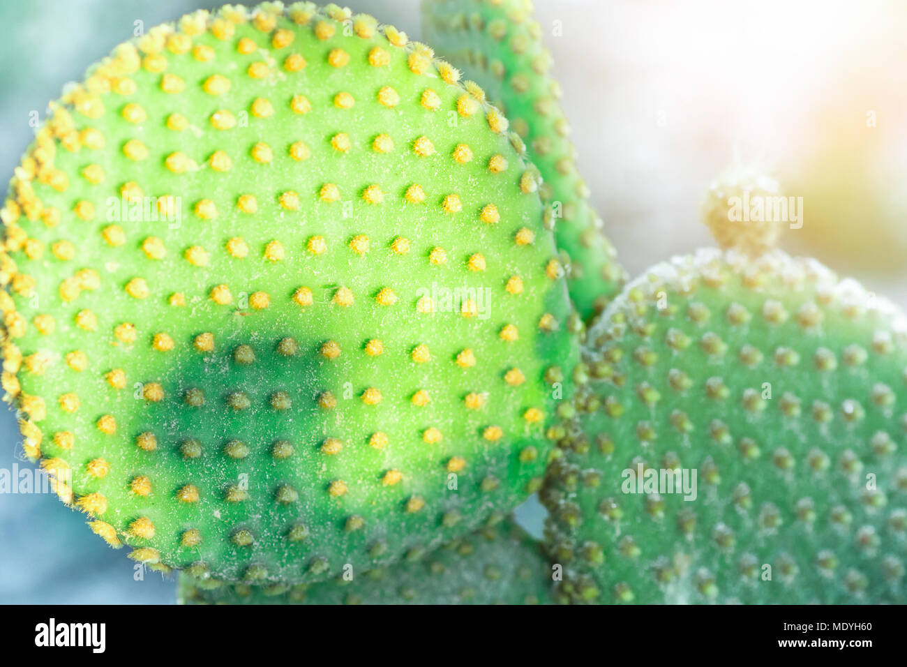 Tropical Natur sfondo. L' Opuntia microdasys Cactus con Round Flat lascia crescere all'aperto. In delicato pastello Daylight Sun Flare. Bellissimo il picchiettio naturale Foto Stock