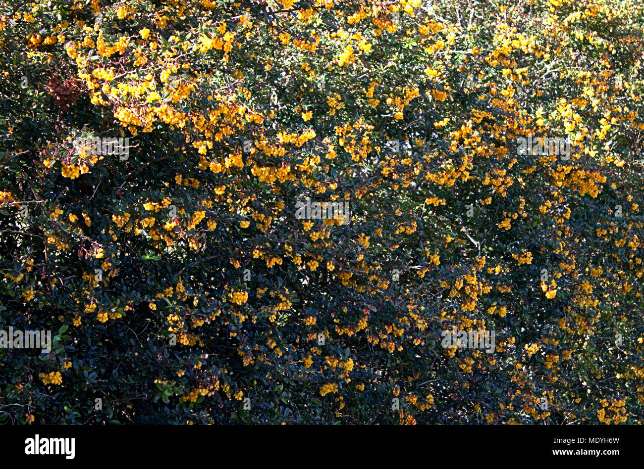 Berberis darwinii, Darwin's Crespino, denso di medie dimensioni arbusto sempreverde, con lucido scuro verde, ampiamente oblungo, scarsamente spined foglie. Foto Stock