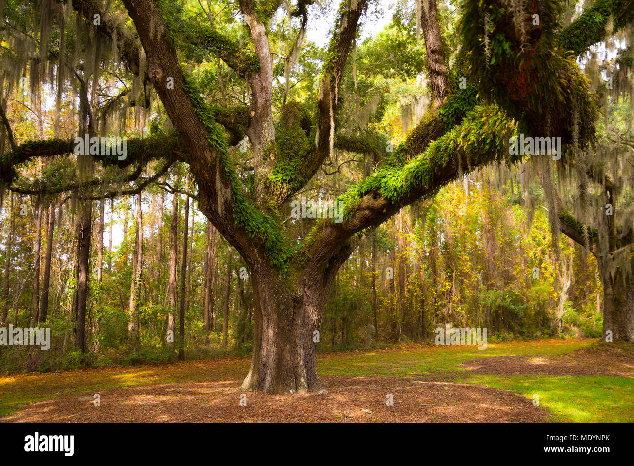 Albero di quercia con muschio Spagnolo su una piantagione vicino a Charleston, Carolina del Sud Foto Stock
