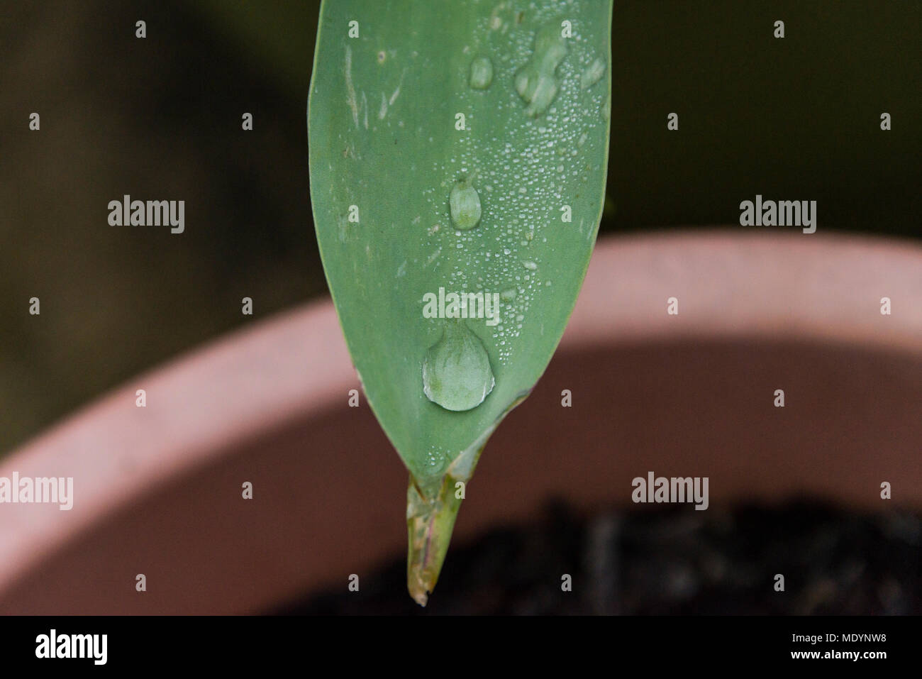 Un tulipano foglie con goccioline di acqua su di esso Foto Stock