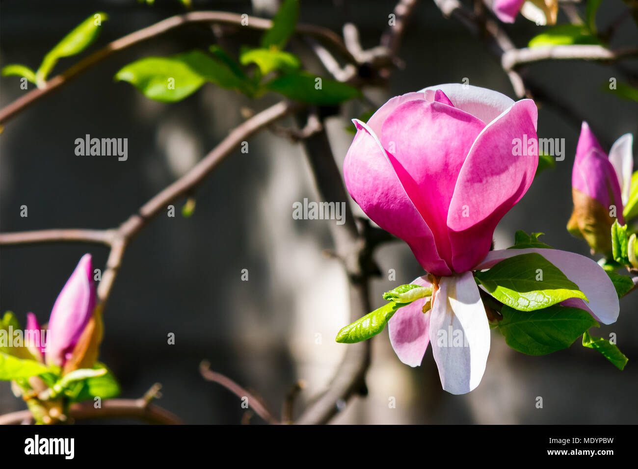 Fiori di magnolia close up su una sfocatura verde erba e foglie sfondo Foto Stock