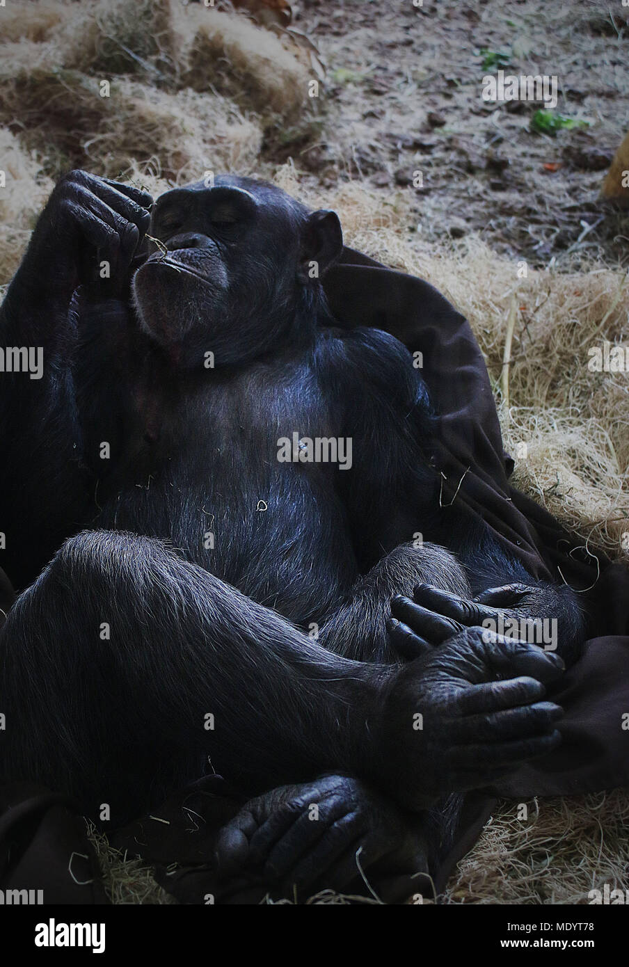 La scimmia appoggiati e mangiare allo zoo Foto Stock