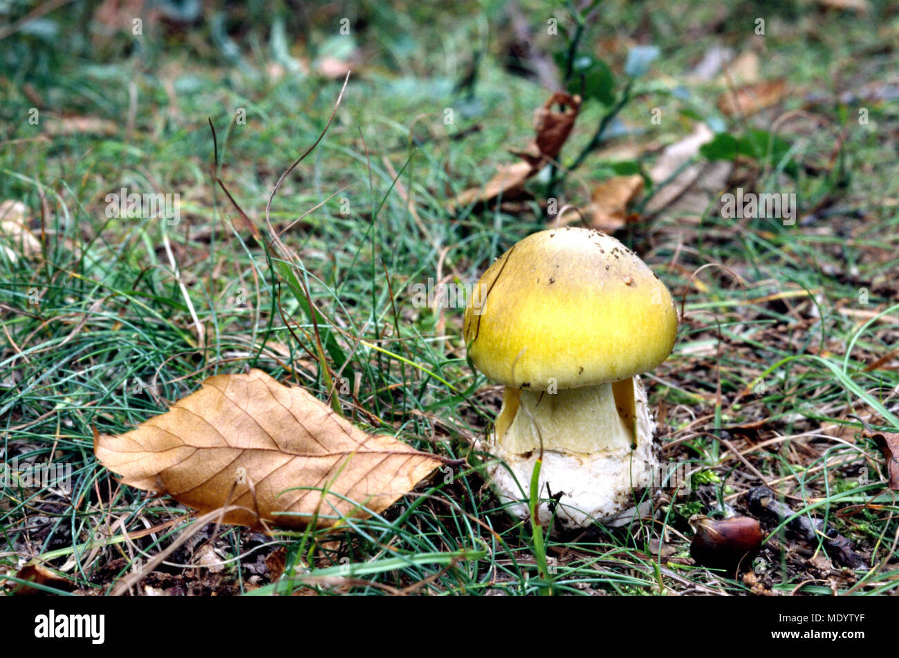 Un giovane amanita phalloides in un legno di Mindino in autunno. Foto Stock