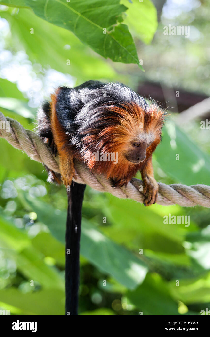 Golden-Headed Lion Tamarin Foto Stock