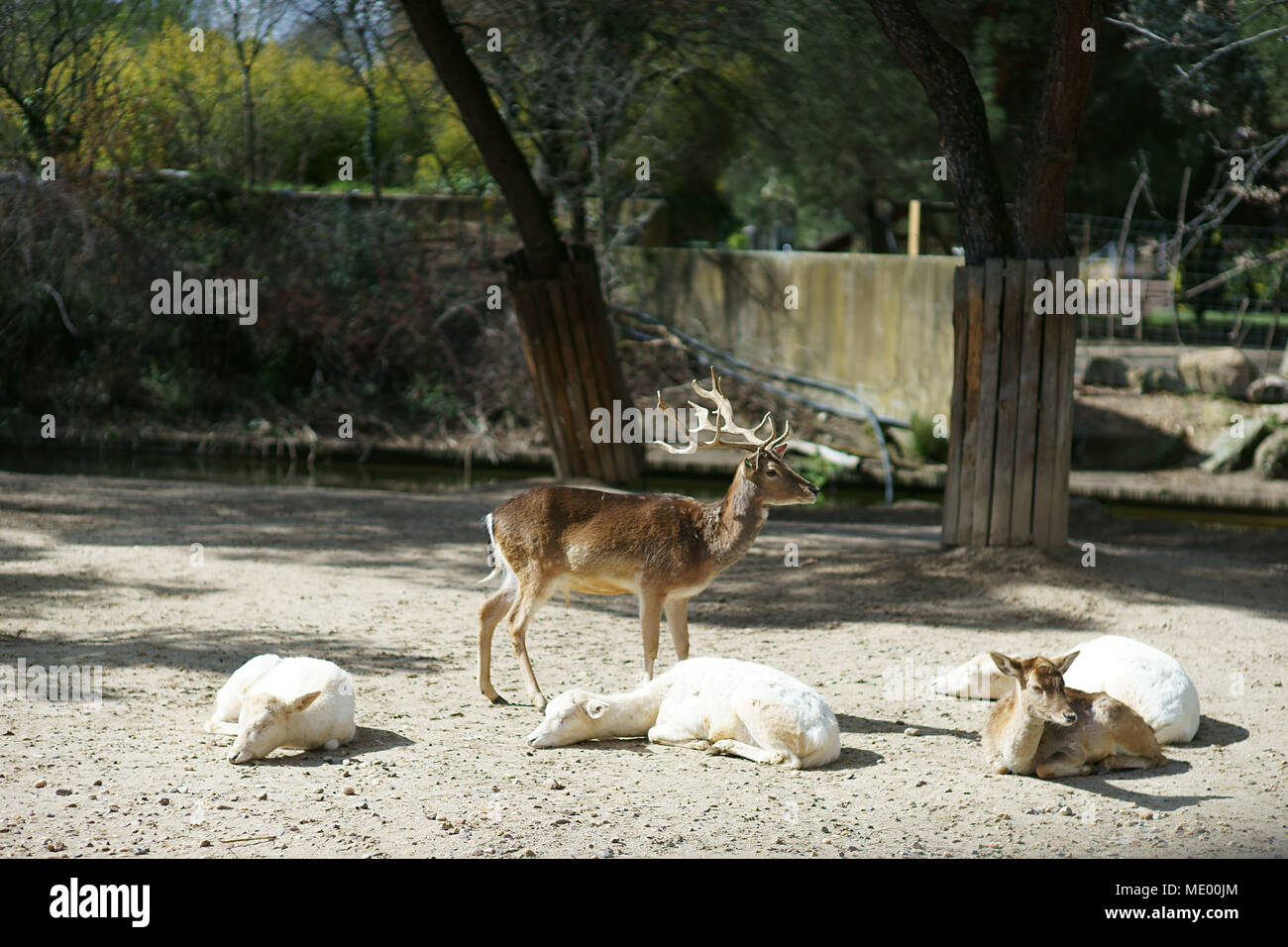 Daini (DAMA DAMA) in zoo di Madrid, Spagna Foto Stock