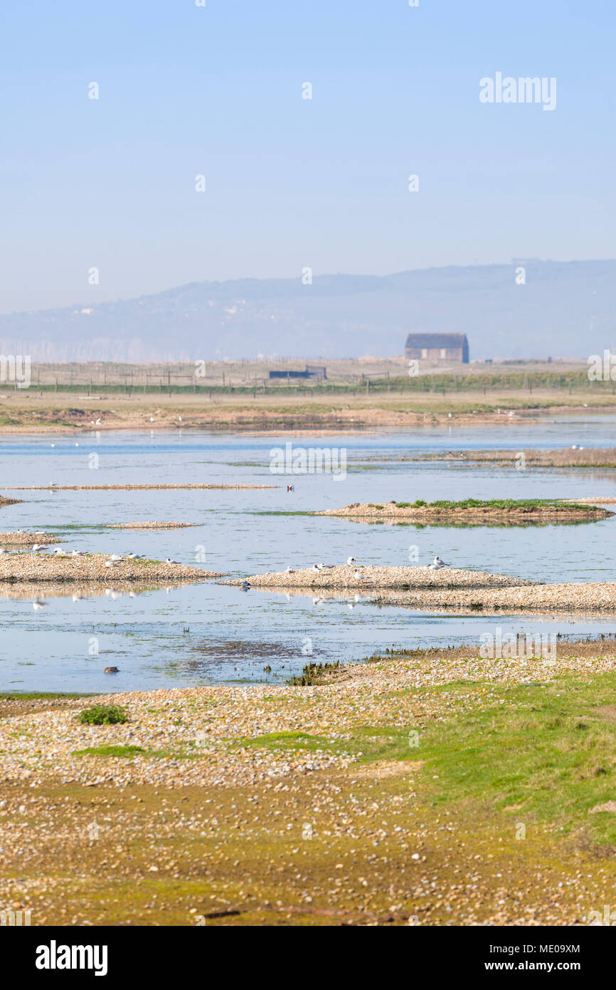 Porto di segale riserva naturale, east sussex, Regno Unito Foto Stock