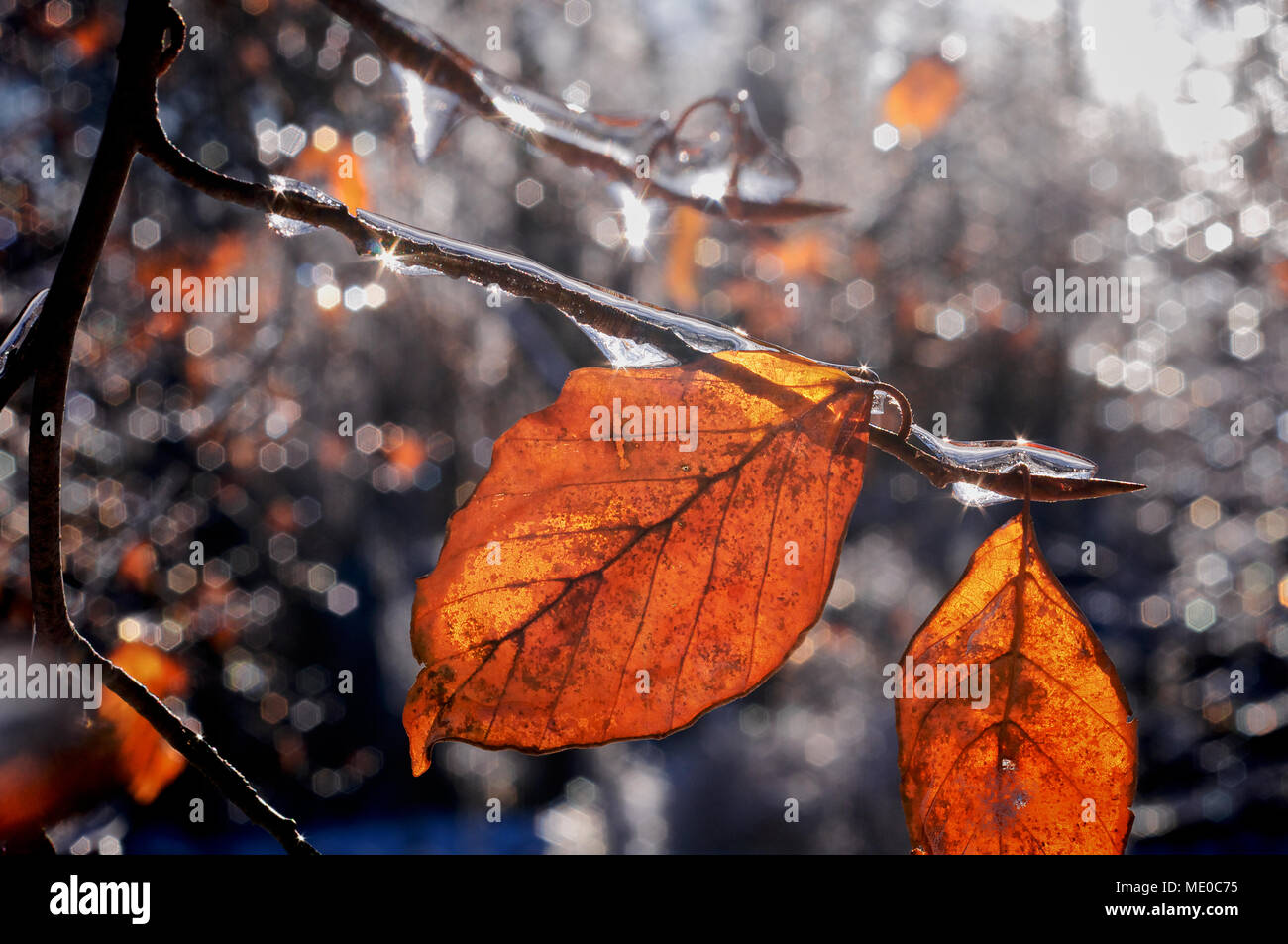 Paesaggio invernale - primo piano delle foglie dopo la tempesta di ghiaccio Foto Stock