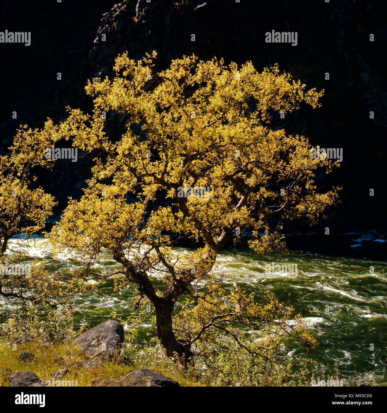 Struttura Hackberry, Hells Canyon 1968, Hells Canyon National Recreation Area, Idaho/Confine di Oregon. Hells Canyon, Snake River, profonda gola nel Nord Ameri Foto Stock