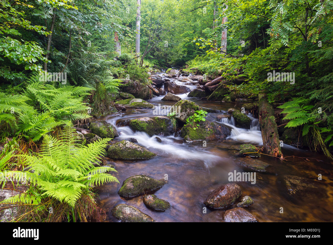 Ruscello di montagna dopo la pioggia a Kleine ohe a Waldhauser nel Parco Nazionale della Foresta Bavarese in Baviera, Germania Foto Stock