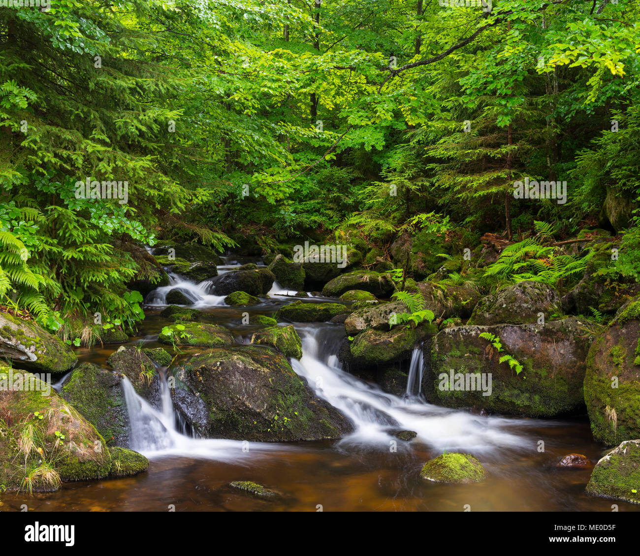 Ruscello di montagna dopo la pioggia a Kleine ohe a Waldhauser nel Parco Nazionale della Foresta Bavarese in Baviera, Germania Foto Stock