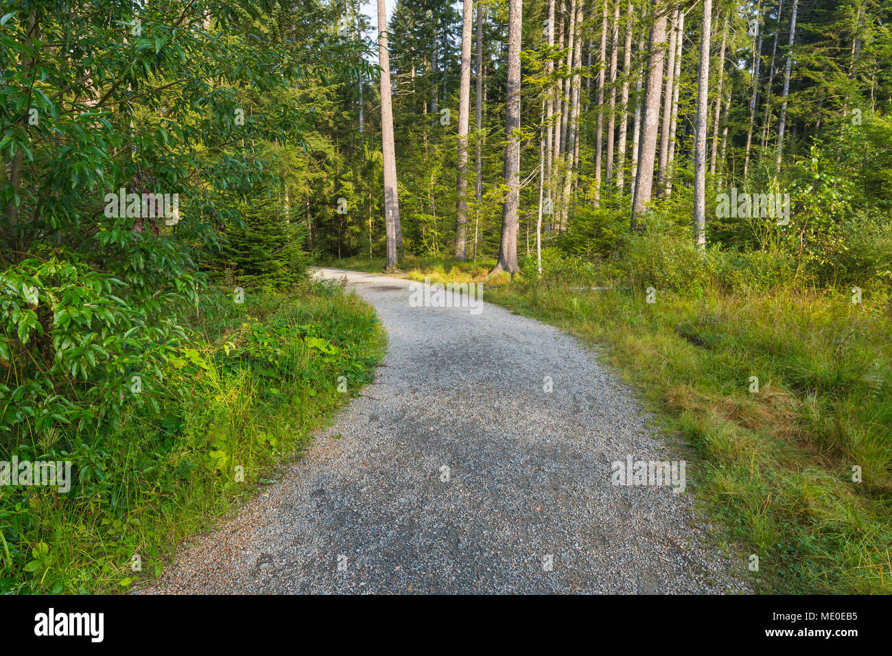 Sentiero attraverso la foresta a Neuschoenau nel Parco Nazionale della Foresta Bavarese in Baviera, Germania Foto Stock