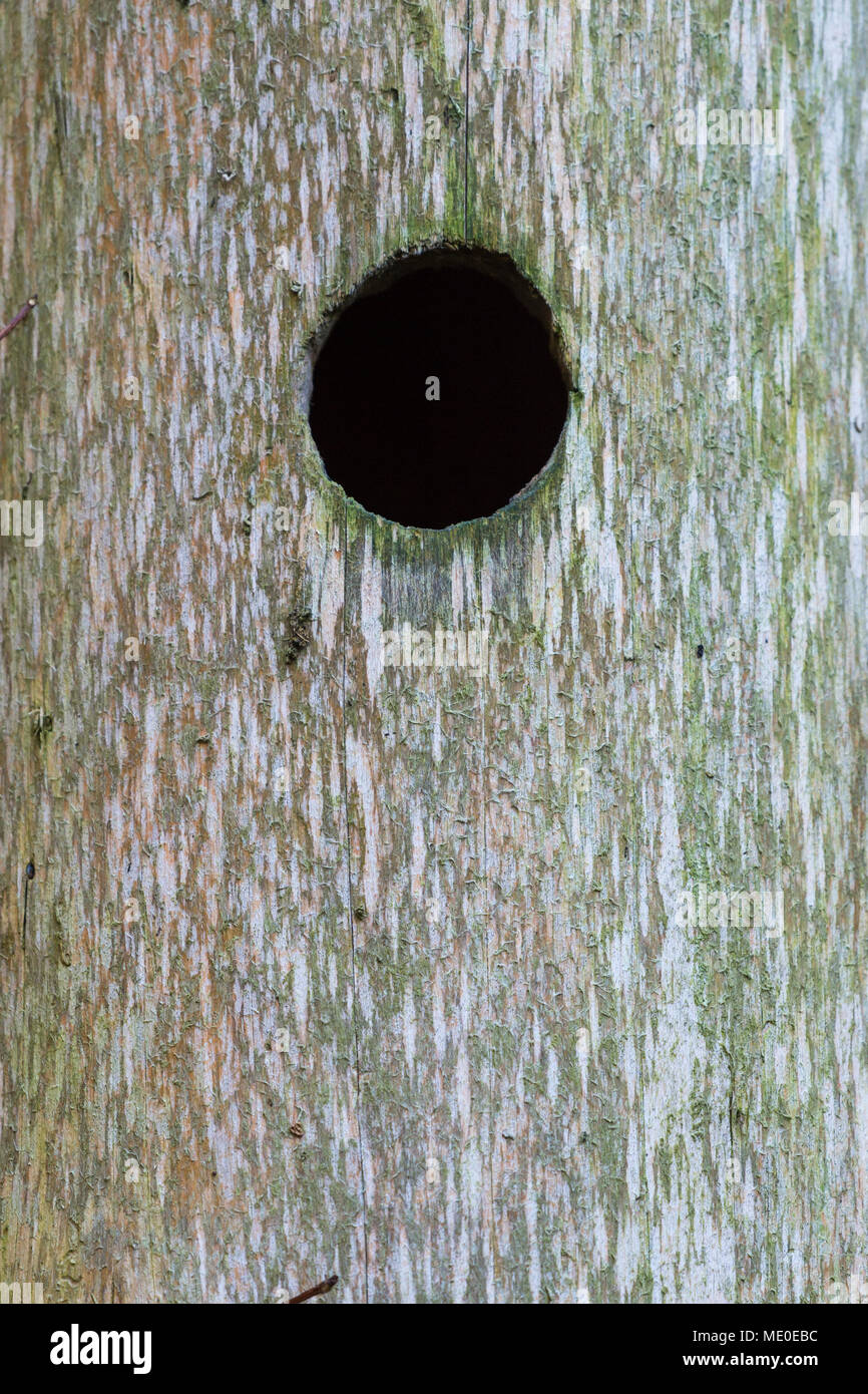 Close-up del foro nel tronco di albero a Neuschoenau nel Parco Nazionale della Foresta Bavarese in Baviera, Germania Foto Stock