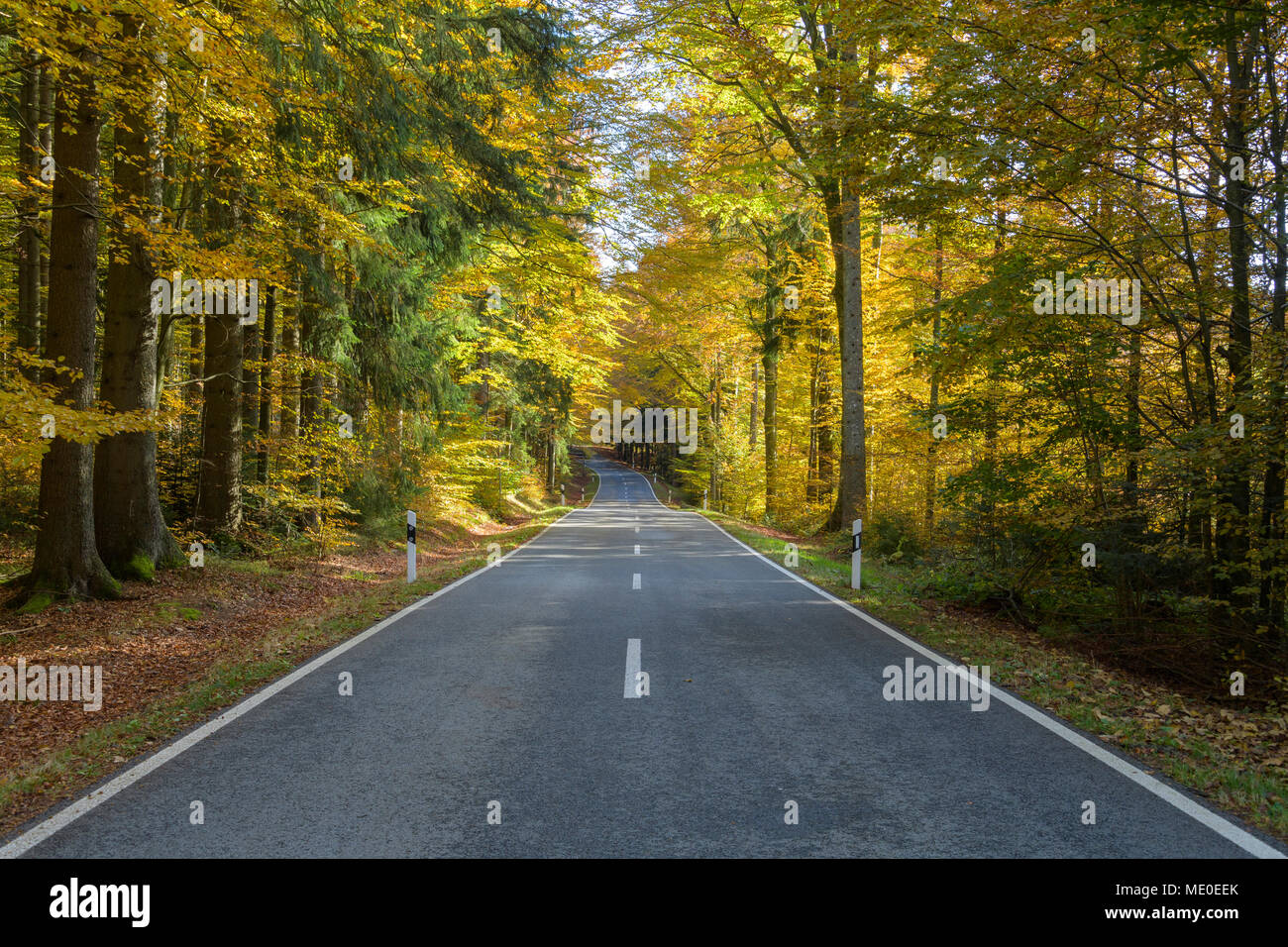 Strada forestale in autunno a Spiegelau nel Parco Nazionale della Foresta Bavarese in Baviera, Germania Foto Stock