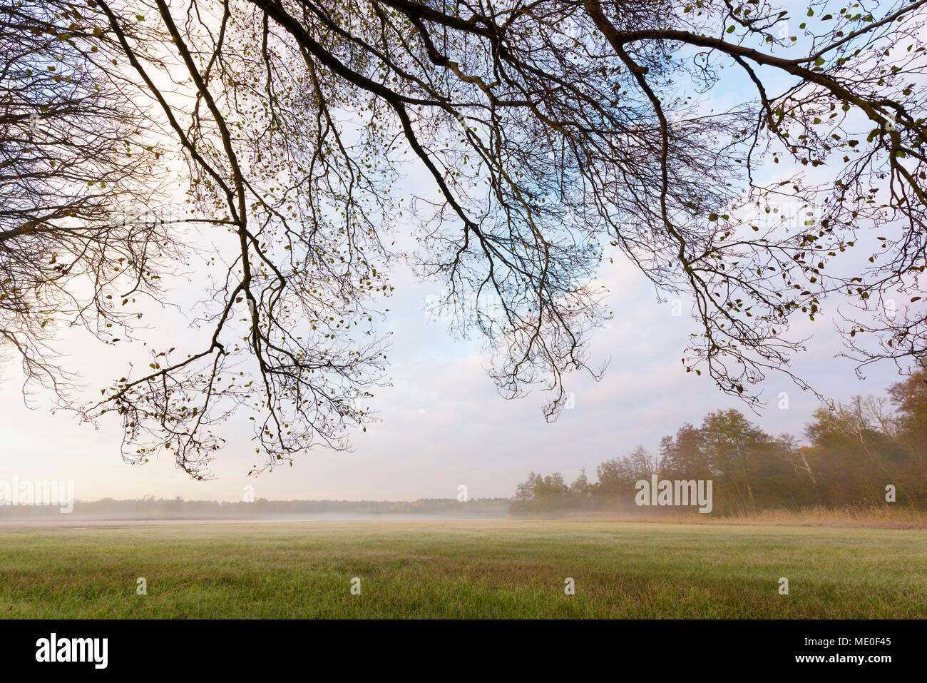 Rami di albero su un prato misty su una mattina di Autunno in Hesse, Germania Foto Stock