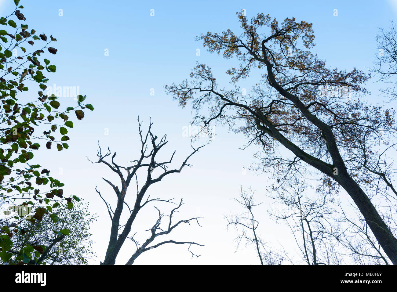 Guardando il silhouette di alberi nudi contro un cielo blu nella foresta in Hesse, Germania Foto Stock