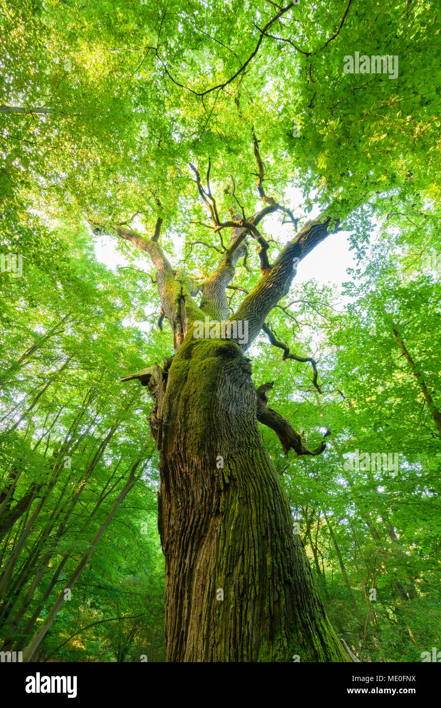 Cerca fino a foglie di vecchio, comune albero di quercia in estate in Hesse, Germania Foto Stock