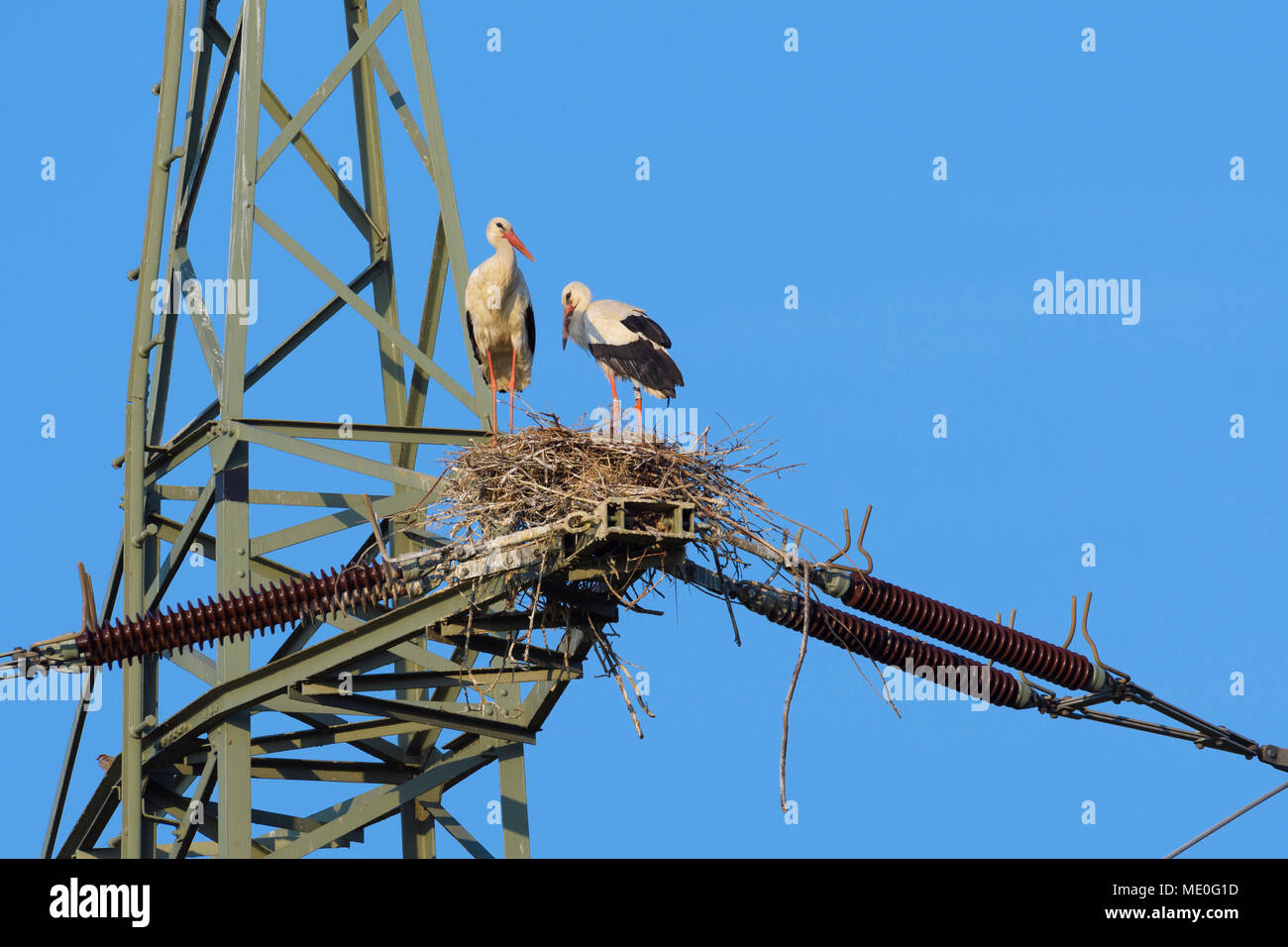 Due cicogna bianca (Ciconia ciconia) in piedi nel nido sulla sommità del traliccio di elettricità contro un cielo blu in Hesse, Germania Foto Stock