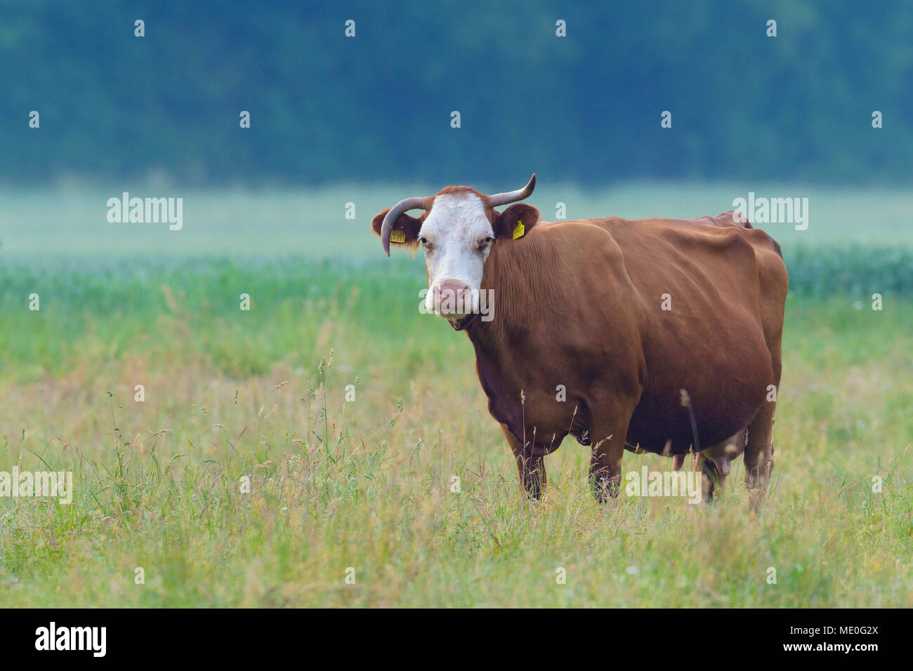 Ritratto di mucca in piedi nel prato guardando la fotocamera in Hesse, Germania Foto Stock