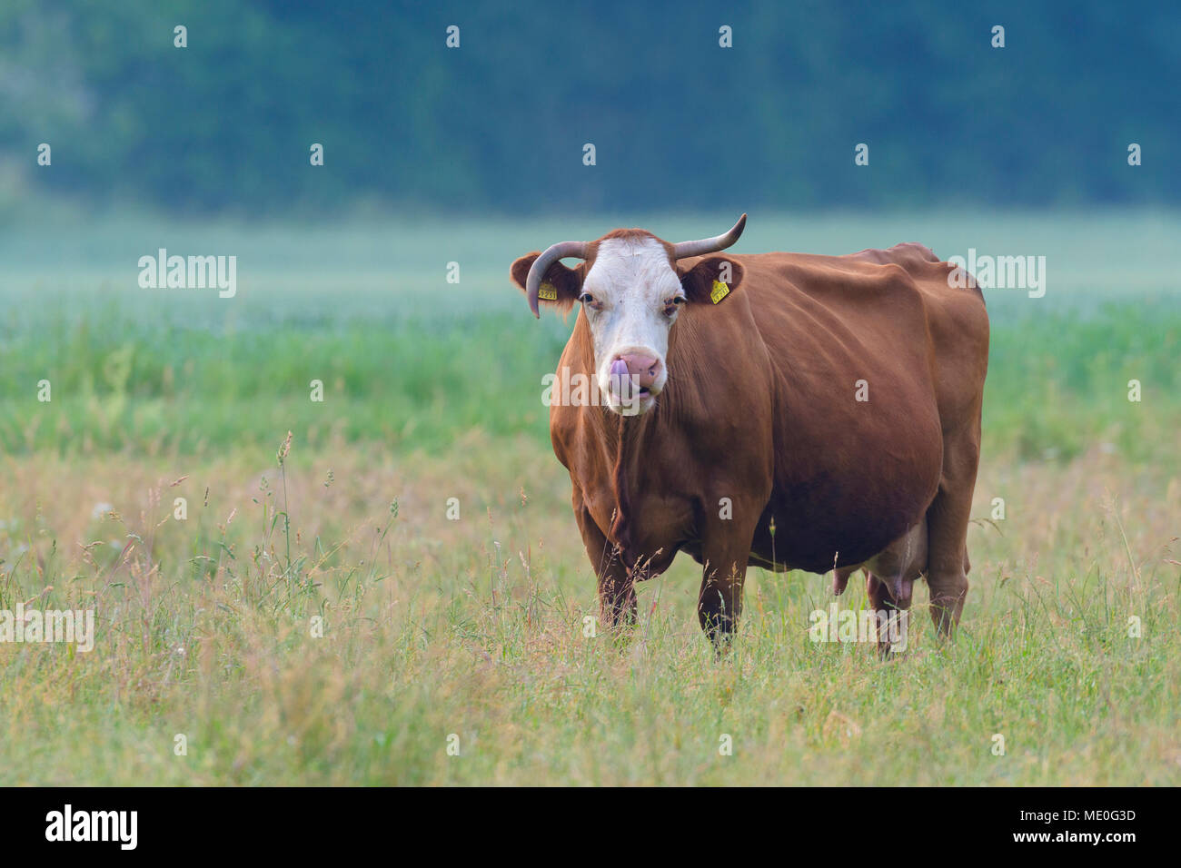 Ritratto di mucca in piedi nel prato guardando la fotocamera in Hesse, Germania Foto Stock