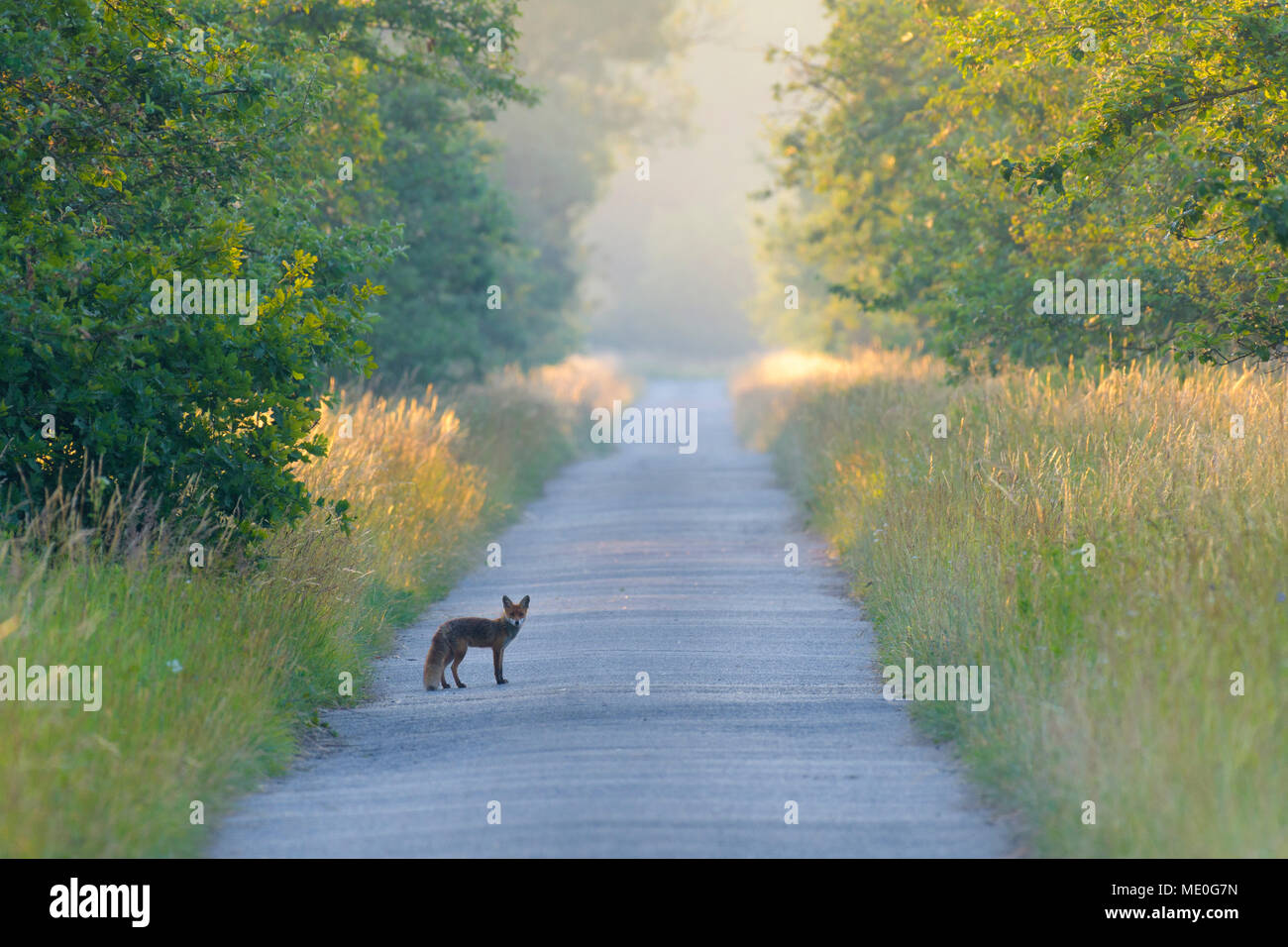 Vista della volpe rossa (Vulpes vulpes vulpes) permanente sulla strada di ghiaia guardando la fotocamera in estate in Hesse, Germania Foto Stock