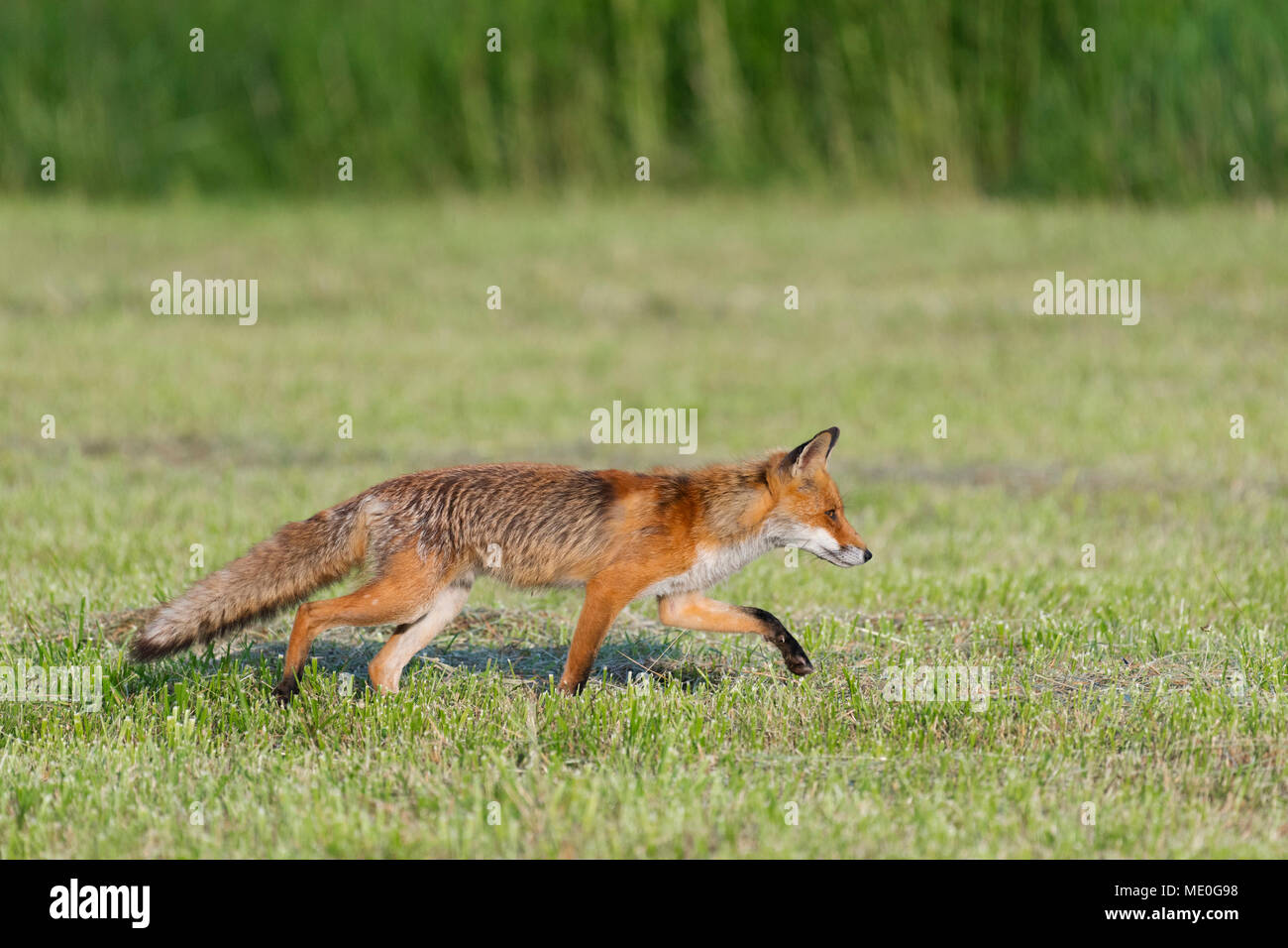 Red Fox (Vulpes vulpes vulpes) camminare furtivamente su un prato falciato in Hesse, Germania Foto Stock