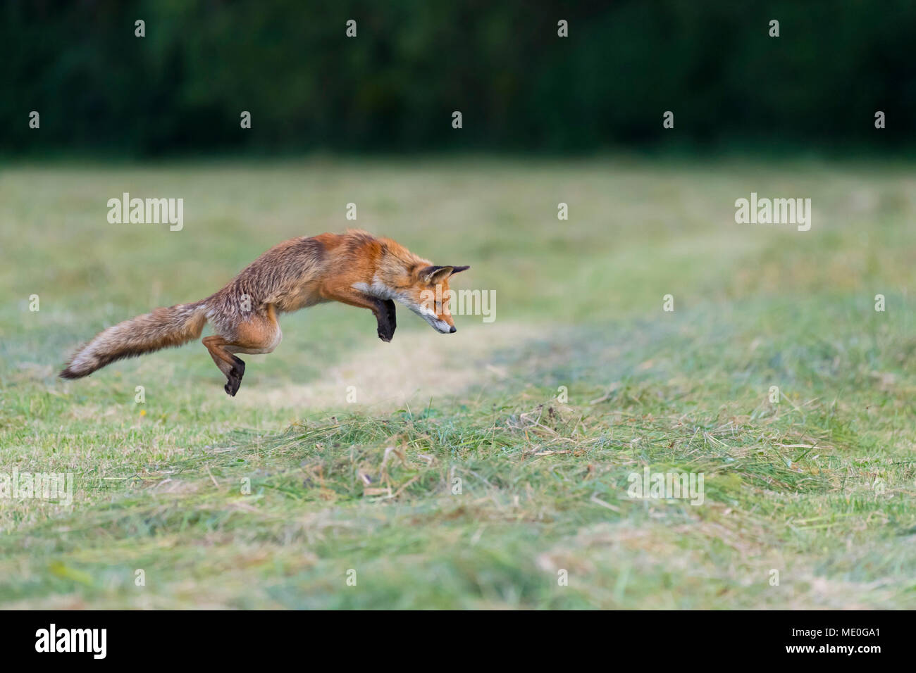 Profilo di Red Fox (Vulpes vulpes vulpes) il salto in aria su un prato falciato in Hesse, Germania Foto Stock