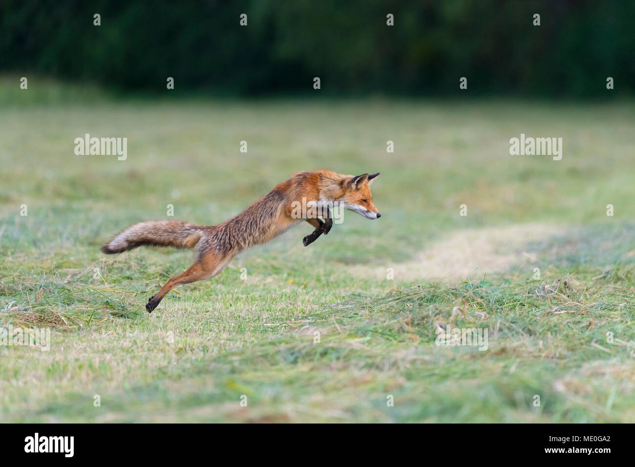 Profilo di Red Fox (Vulpes vulpes vulpes) il salto in aria su un prato falciato in Hesse, Germania Foto Stock