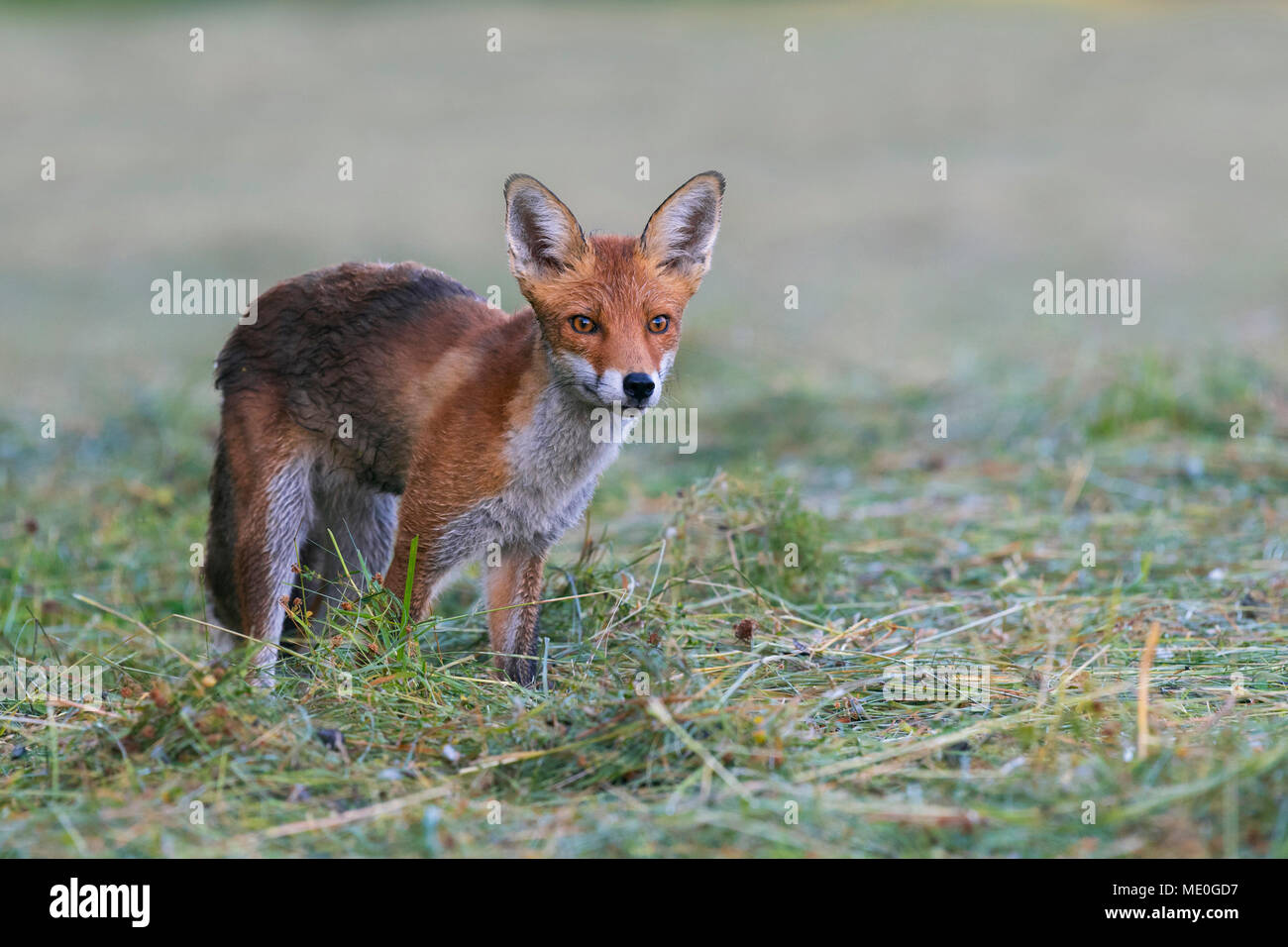 Ritratto di Red Fox (Vulpes vulpes vulpes) in piedi su un prato falciato guardando intensamente in avanti in Hesse, Germania Foto Stock