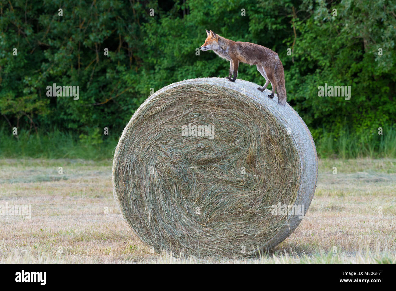 Profilo di una volpe rossa (Vulpes vulpes vulpes) permanente sulla sommità di una balla di fieno cercando la distanza in Hesse, Germania Foto Stock