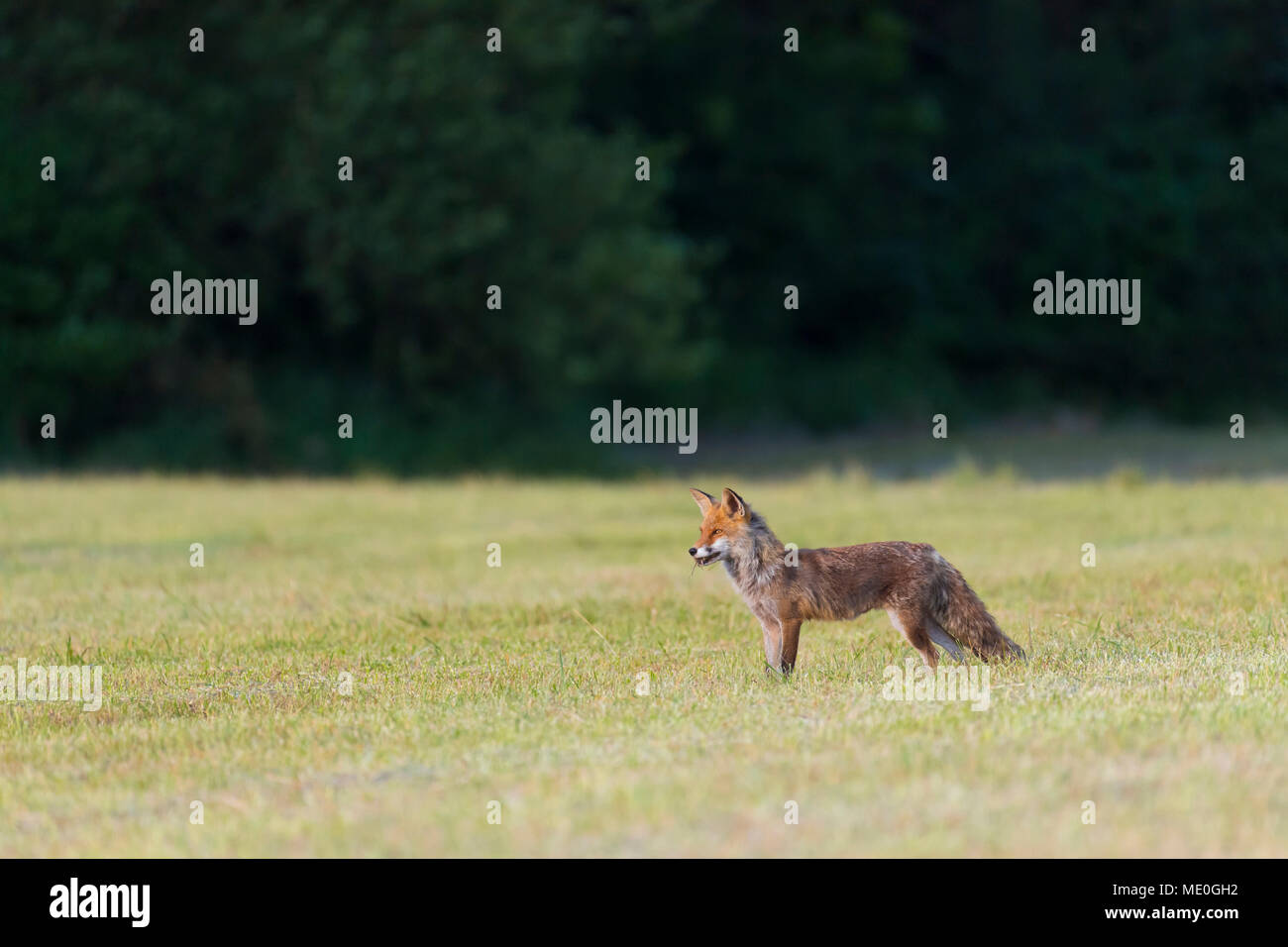 Vista laterale di un rosso volpe (Vulpes vulpes) in piedi su un prato falciato cercando la distanza in Hesse, Germania Foto Stock