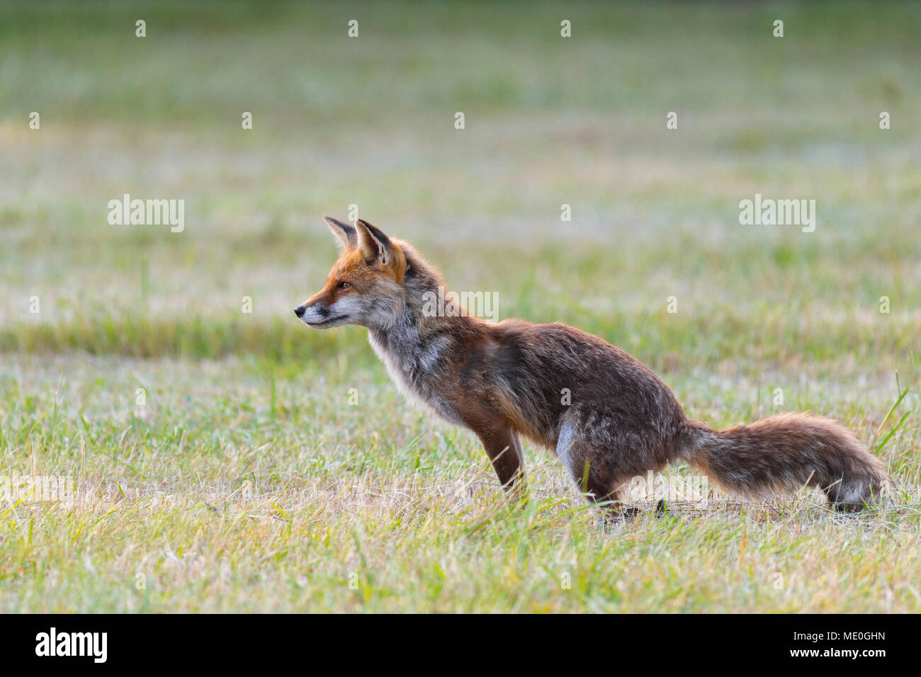 Red Fox (Vulpes vulpes vulpes) defecare in prato in Hesse, Germania Foto Stock